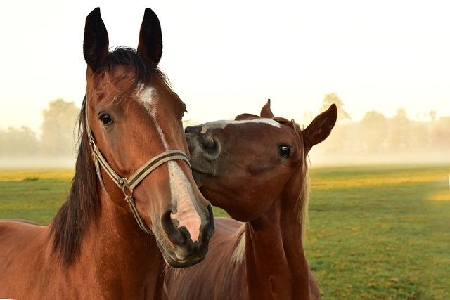Citáty koně: Inspirace pro milovníky těchto ušlechtilých zvířat