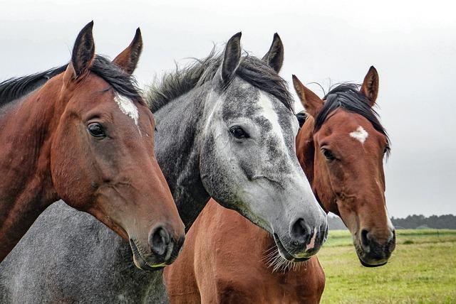 Jak koně přinášejí pocit klidu a bezpečí