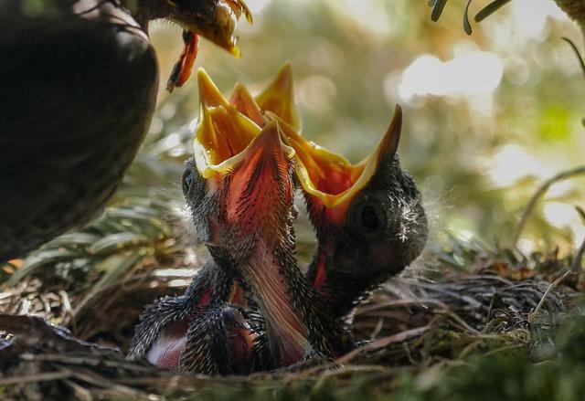 Hunger Games Citáty: Nejlepší Momenty z Oblíbené Ságy