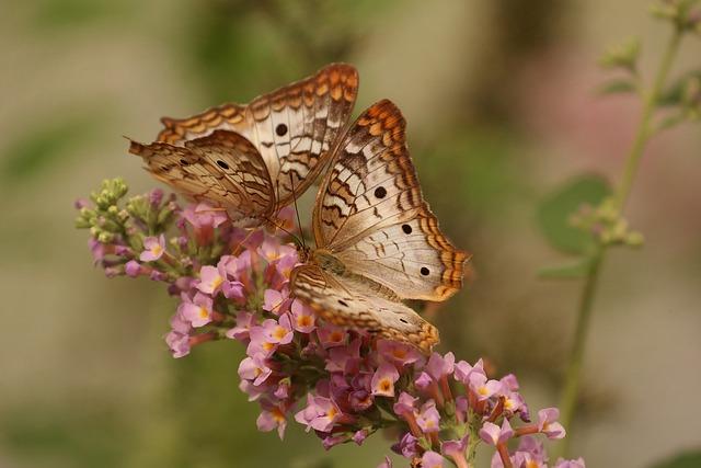 Citáty o motýlech: Křehká krása přírody zachycená ve slovech