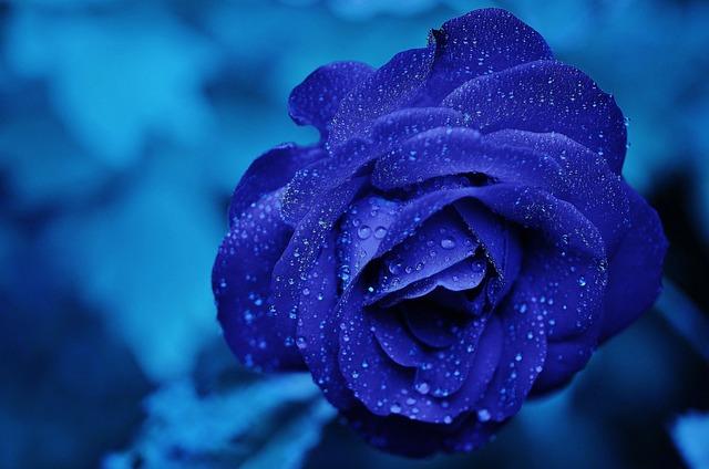 Růže Citáty: Krásná Slova o Nejromantičtější Květině