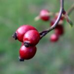 Citát podzim: Krásná slova oslavující barevné roční období