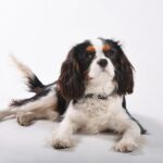 Citáty Charles Bukowski: Kontroverzní výroky od kultovního autora