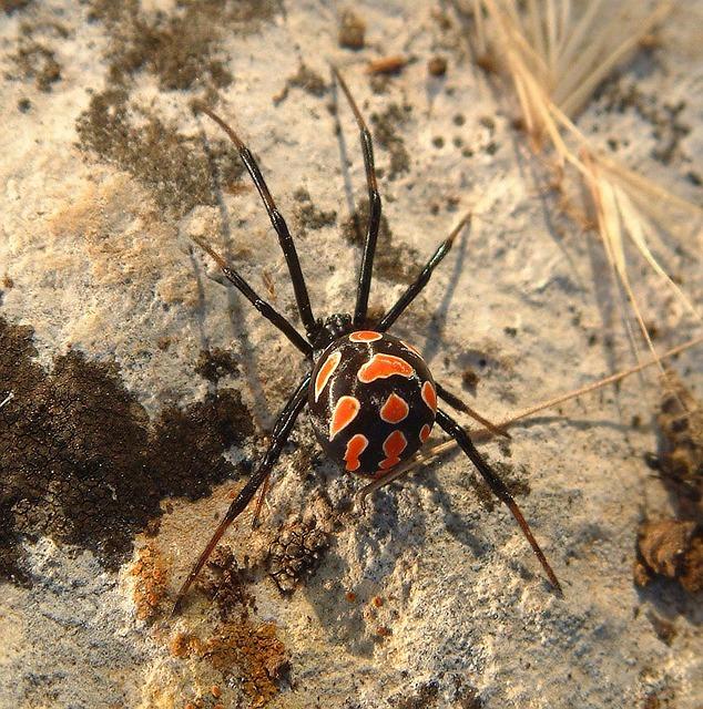 Odhalení nejlepších citátů od Black Widow a její odvahy